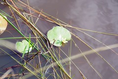 Nymphoides thunbergiana