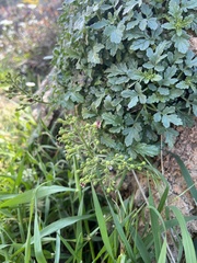 Scrophularia peregrina