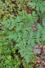 Ligusticum apiifolium