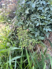 Scrophularia peregrina