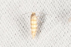 Argyresthia quadristrigella