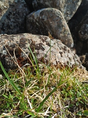 Carex bigelowii arctisibirica