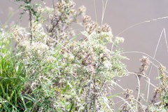 Berkheya bipinnatifida