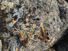 Carex bigelowii arctisibirica