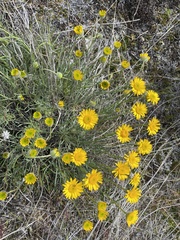 Erigeron linearis