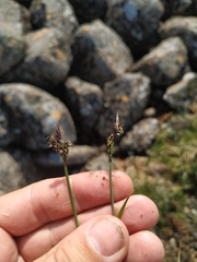 Carex bigelowii arctisibirica