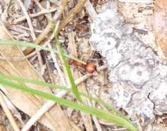 Pseudomethoca sanbornii