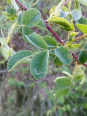 Rosa subcanina