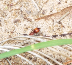 Pseudomethoca sanbornii