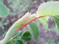Rosa subcanina