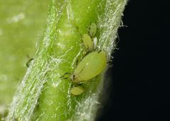 Aphis pomi