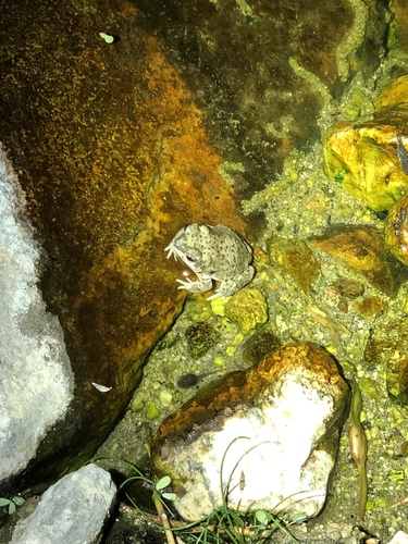 iNaturalist observation photo of Red-spotted Toad