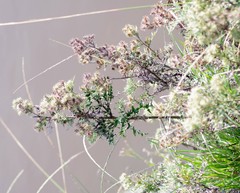 Berkheya bipinnatifida