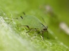 Aphis pomi