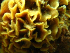 Primavelans insculpta