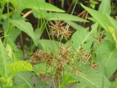 Cyperus flavidus