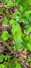 Salvia lyrata image