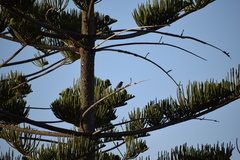 Pycnonotus xanthopygos