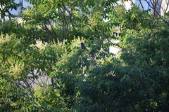 Pycnonotus xanthopygos