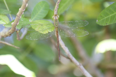 Triacanthagyna septima