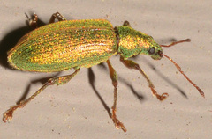 Phyllobius intrusus