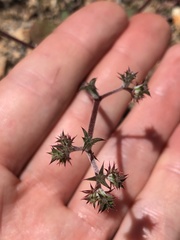 Chorizanthe fimbriata