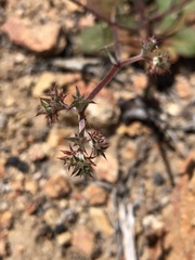 Chorizanthe fimbriata