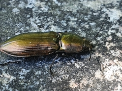 Selatosomus aeneus