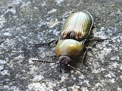 Selatosomus aeneus