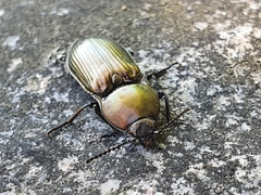 Selatosomus aeneus