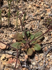 Chorizanthe fimbriata
