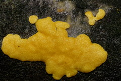 Trichoderma victoriense