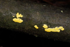 Trichoderma victoriense