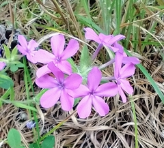 Phlox amoena