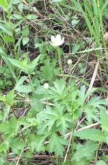 Anemone cylindrica