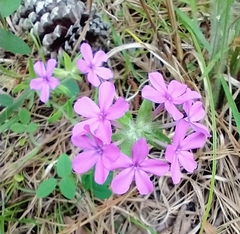Phlox amoena