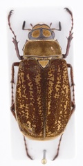 Phyllophaga rex