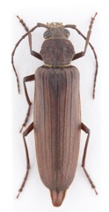 Arhopalus hispaniolae