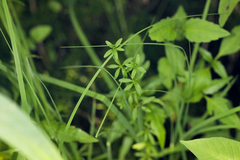 Galium obtusum