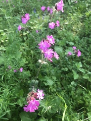 Silene dioica