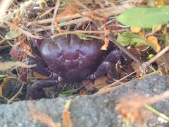 Johngarthia weileri