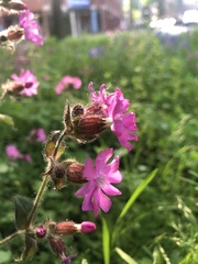 Silene dioica