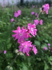 Silene dioica