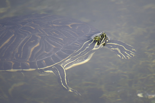 Peninsular Cooter