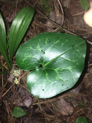 Hexastylis shuttleworthii