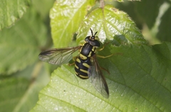 Chrysotoxum intermedium