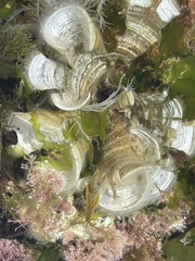 Padina pavonica