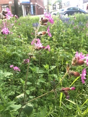 Silene dioica