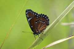 Limenitis archippus floridensis