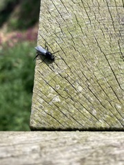 Bibio leucopterus